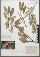 Foto von Salix glaucosericea Flod.